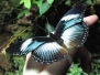 Butterflies #3