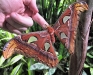 Atlas Moth