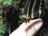 Banded Orange