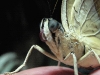 Blue Belly-button