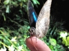 Blue Belly-button