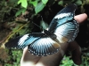 Butterflies #3
