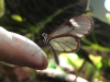 Clearwing