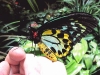 Green Birdwing