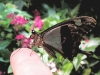 Green Patch Swallowtail