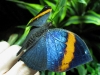 Indian Leafwing