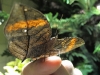Indian Leafwing