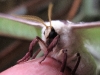 Luna Moth