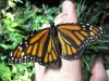 Monarch