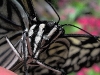 Paper Kite