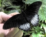 Lowi Swallowtail