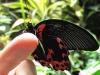 Scarlet Swallowtail