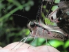 Tailed Jay