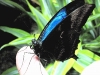 Ulysses Blue