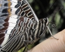 White-barred Charaxes