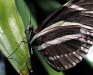 Zebra Longwing