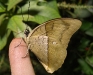 blue-belly-button