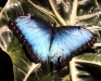 blue-morpho