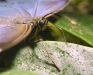 blue-morpho