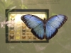 blue-morpho