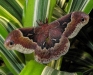 cecropia