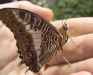 charaxes