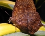 charaxes
