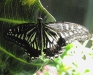 chinese-swallowtail
