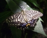 chinese-swallowtail-