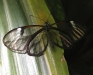clearwing