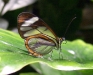 clearwing