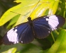 cydno
