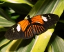 erato