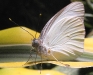 southern-white