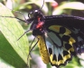 green-birdwing