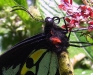 green-birdwing-wet