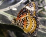 lacewing