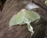 luna-moth