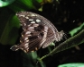 mocker-swallowtail