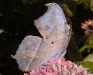 mother-of-pearl