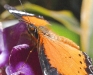 orange-lacewing