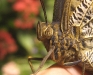owl-closeup
