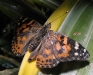 painted-lady
