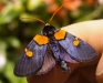 peach-moth