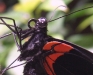 scarlet-swallowtail-wet-