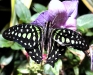 tailed-jay