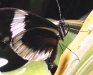 heliconius