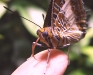 white-barred-charaxes