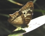 white-peacock