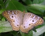 white-peacock